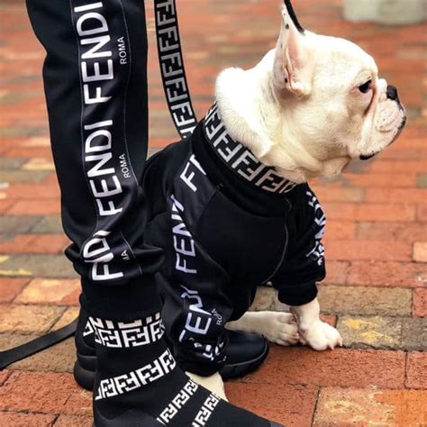 fendi dog